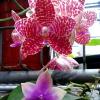 Phalaenopsis Joey x Samera indigo
