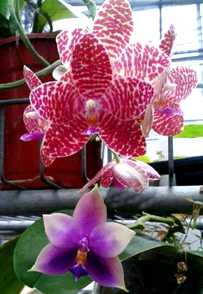 Phalaenopsis Joey x Samera indigo