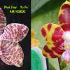 Phalaenopsis Joey 'Yu Fu' x Kung's Red Cherry 'Jon'
