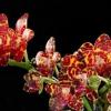 Phalaenopsis Jong's Gigan Cherry 'Jon'