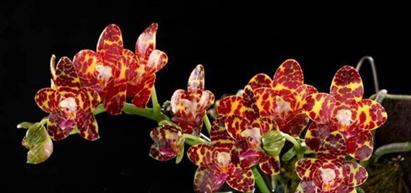 Phalaenopsis Jong's Gigan Cherry 'Jon'