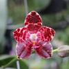 Phalaenopsis Jong's Gigan Cherry x gigantea