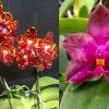 Phalaenopsis (Jong's Gigan Cherry x Miro Super Star)