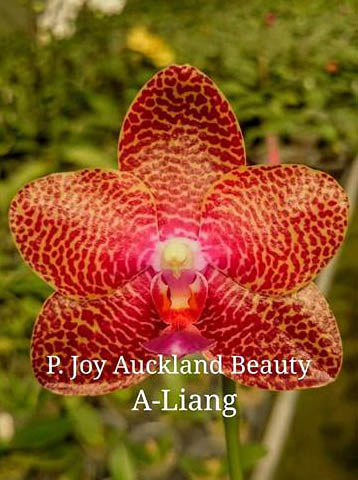 Phalaenopsis Joy Auckland Beauty AL