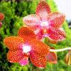 Phalaenopsis Joy Auckland Beauty 'Joseph Wu'