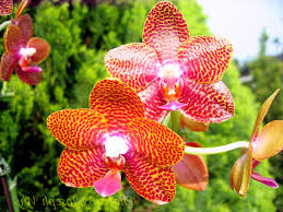 Phalaenopsis Joy Auckland Beauty 'Joseph Wu'