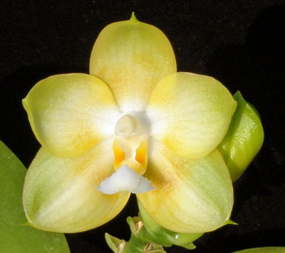 Phalaenopsis Joy Dreamy Jade '#2' x Chang Maw Evergreen