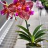 Phalaenopsis Joy Fairy Tale 'Joy'