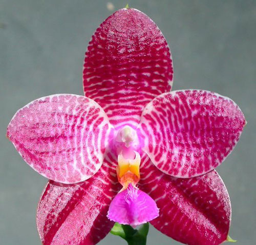 Phalaenopsis Joy 'Huey Fong #10'