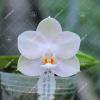 Phalaenopsis Joy Jewel Box