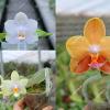 Phalaenopsis Joy Jewel Box (Joy Spring Venus x Buena Jewel)