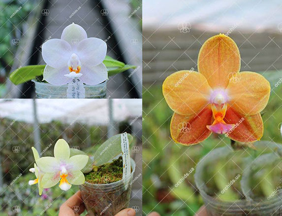 Phalaenopsis Joy Jewel Box (Joy Spring Venus x Buena Jewel)