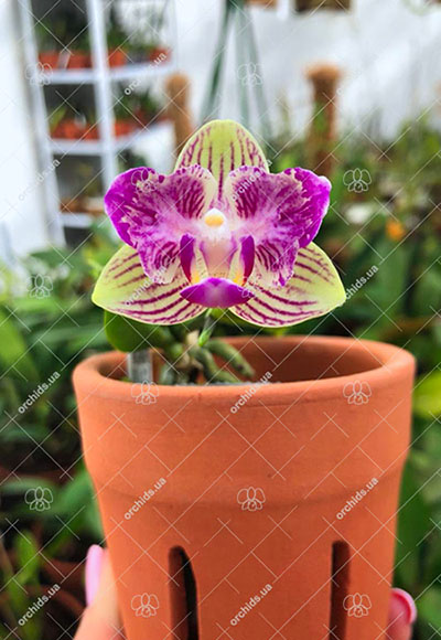Phalaenopsis Joy little Plums