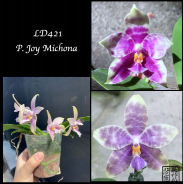 Phalaenopsis Joy Michona (Joy Micholitz-Ludde x bellina var coerulea)