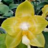 Phalaenopsis Joy Spring Canary 'joy'