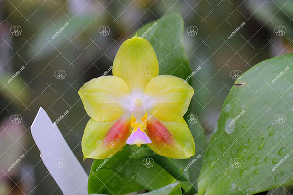 Phalaenopsis Joy Spring Canary 'Yaphon'