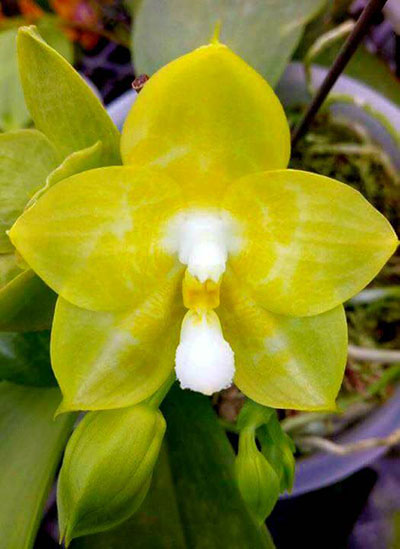 Phalaenopsis Joy Spring Canary ’Taipei’ (MC)