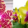Phalaenopsis Joy Spring Tina x LD's Bear Queen
