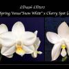 Phalaenopsis Joy Spring Venus 'Snow White' x Cherry Spot (alba)