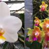 Phalaenopsis Joy Spring Venus x Joy Spring Canary 'Orange'