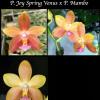 Phalaenopsis Joy Spring Venus x Mambo