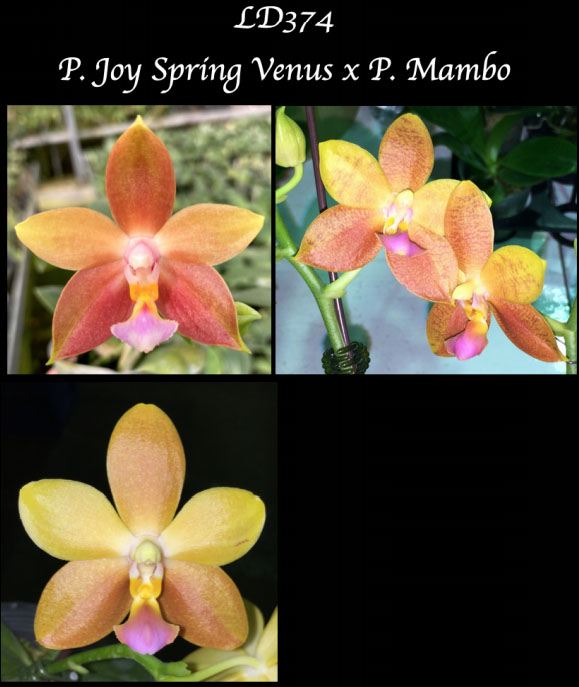 Phalaenopsis Joy Spring Venus x Mambo