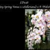 Phalaenopsis (Joy Spring Venus x schilleriana) x Philishill