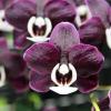 Phalaenopsis Kaoda Twinkle 'Black Shoot'