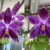 Phalaenopsis KS Blue Ludde x sib