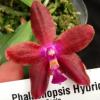 Phalaenopsis KS Happy Eagle x mariae