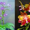 Phalaenopsis (LD Bear King x YangYang Blueberry)