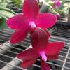 Phalaenopsis LD Bear Queen x Mituo Sun
