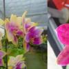 Phalaenopsis Ld Bellina Eagle x Prima