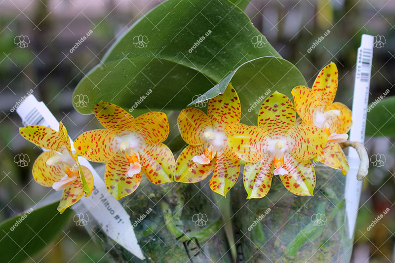 Phalaenopsis LD Giga King