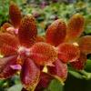Phalaenopsis Ld Mok Chio