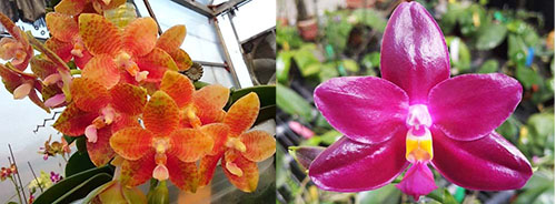 Phalaenopsis LD Mok Choi x Chienlung Red King CLR