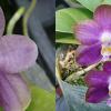 Phalaenopsis LD Purple 3S x Mituo Reflex Dragon 'BIue-1'