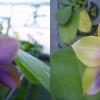 Phalaenopsis LD Purple Bear x Mituo Prince