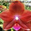Phalaenopsis LD Sun Dragon 'Red Leopard'