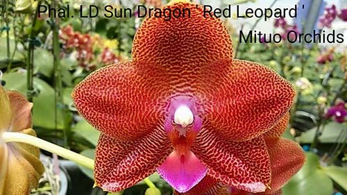 Phalaenopsis LD Sun Dragon 'Red Leopard'