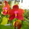Phalaenopsis Ld's Bear King 'Ben Belton'