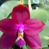 Phalaenopsis Ld's Bear King 'Red King' x Su-An Super Star