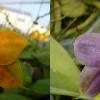 Phalaenopsis LD's Bear King x LD Purple 3S