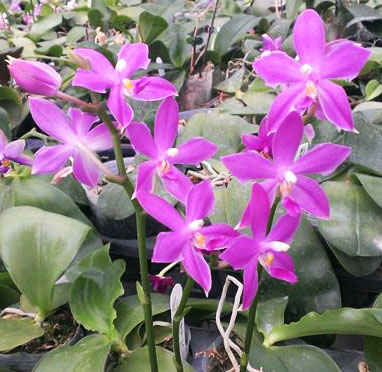 Phalaenopsis Ld's Bear King x violacea indigo