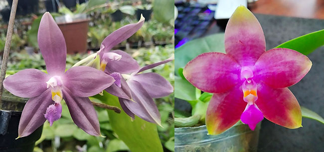 Phalaenopsis (LD's Bear King 'YK-10' x spesiosa 'Blue') #4 x (LD Bellina Eagle 'Red' x Mituo Princess 'YR') #3