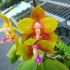 Phalaenopsis Ld's Bear King 'YK #5'