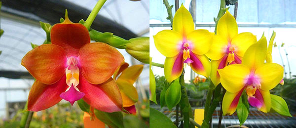 Phalaenopsis Ld's Bear King 'YK-7' x Ld's Bear Queen ' Mituo #3'