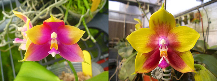 Phalaenopsis Ld's Bear King 'YKY' x Hawaii Dragon Girl 'DT-1'
