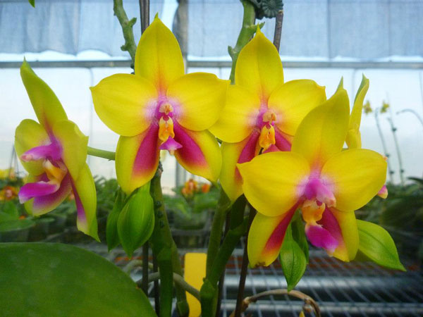 Phalaenopsis Ld's Bear Queen Mituo #3