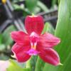 Phalaenopsis LD's Bear Queen x cornu cervi red